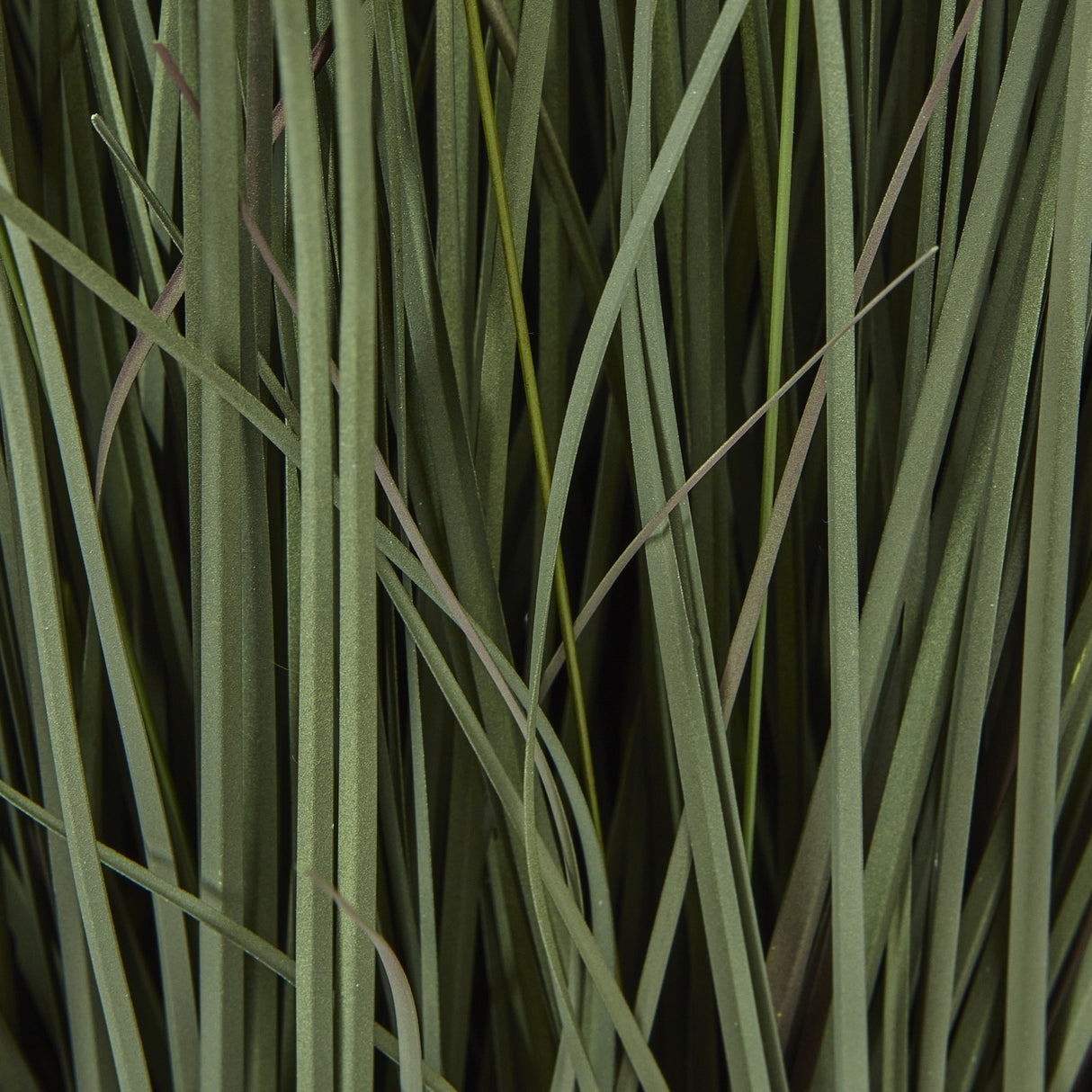 large fountain grass plant in pot
