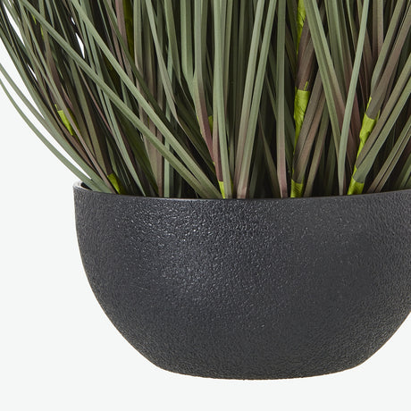 large fountain grass plant in pot
