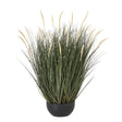 large fountain grass plant in pot