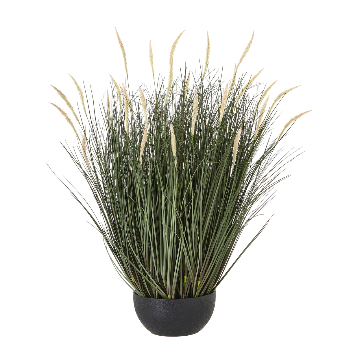 large fountain grass plant in pot