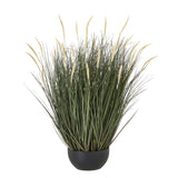 large fountain grass plant in pot