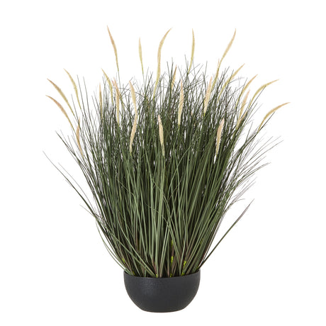 large fountain grass plant in pot