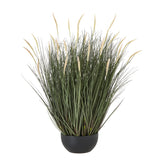 Cecile Large Fountain Grass Plant In Pot