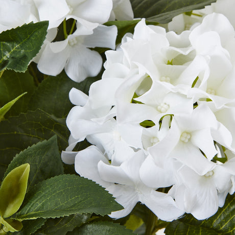 medium white hydrangea plant in pot