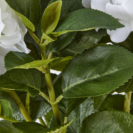 medium white hydrangea plant in pot