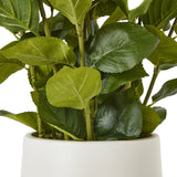 medium white hydrangea plant in pot
