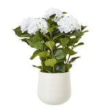 medium white hydrangea plant in pot