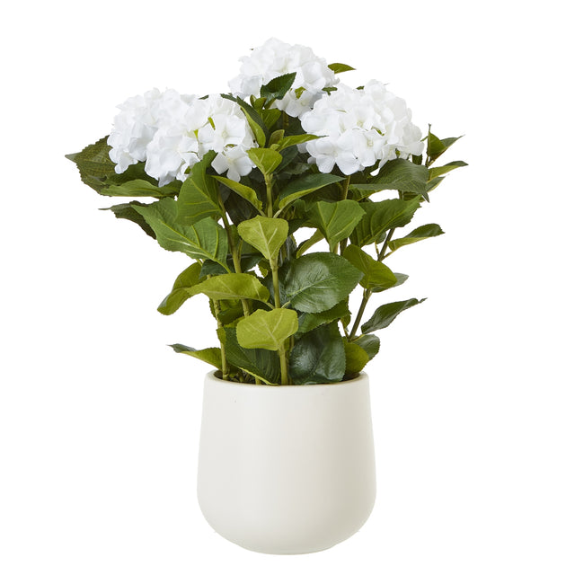 medium white hydrangea plant in pot