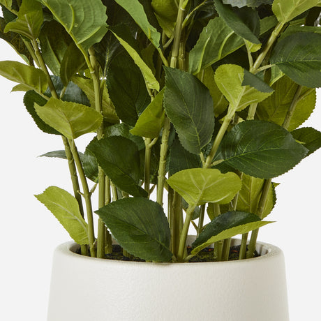 large white hydrangea plant in pot