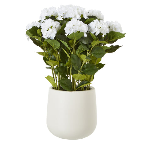 large white hydrangea plant in pot