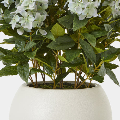large green hydrangea plant in pot