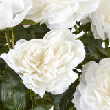 large white peony plant in pot