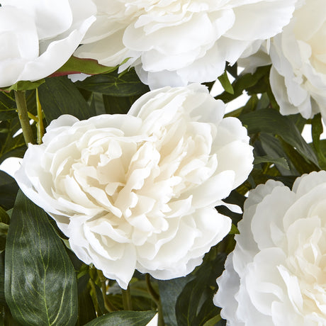large white peony plant in pot