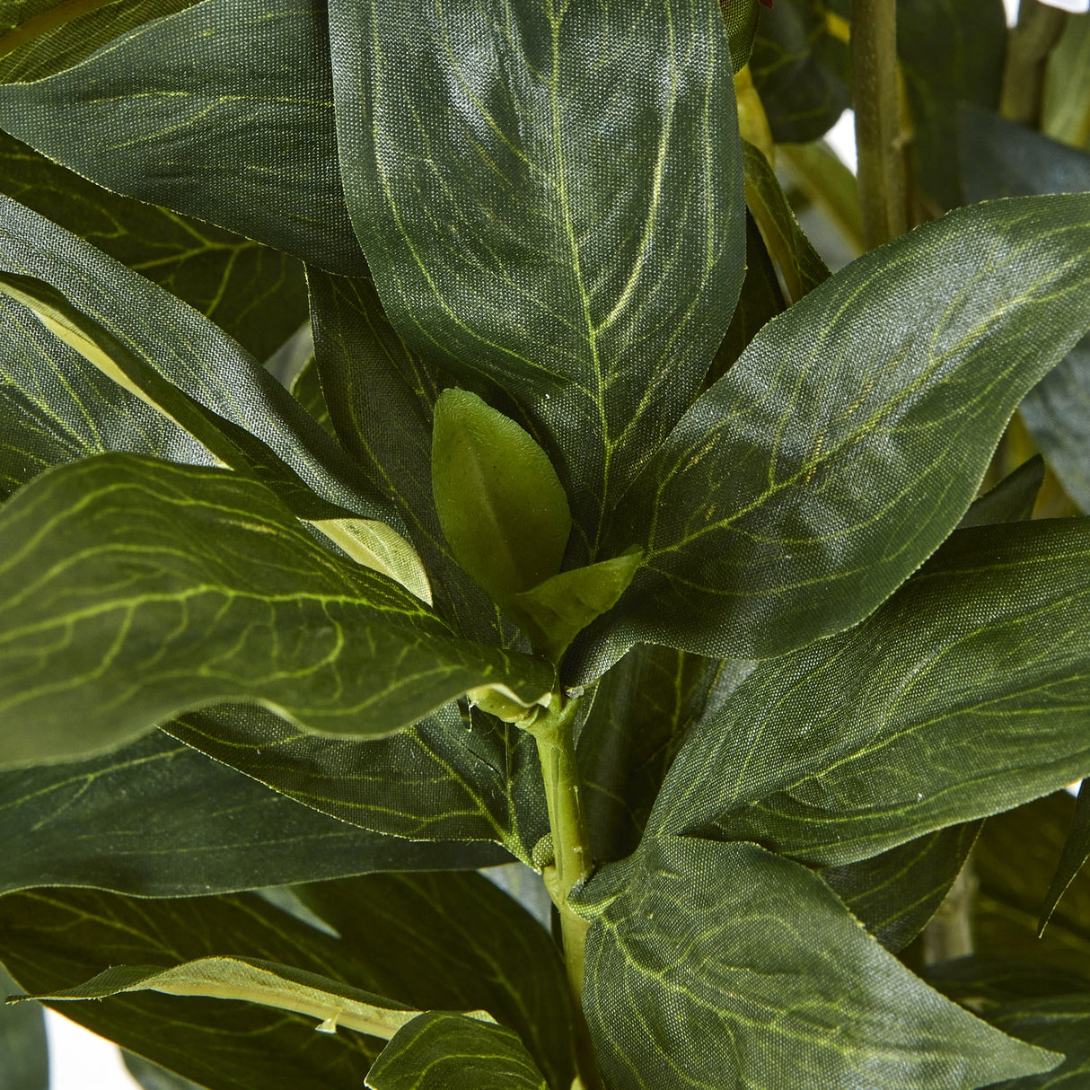 large white peony plant in pot
