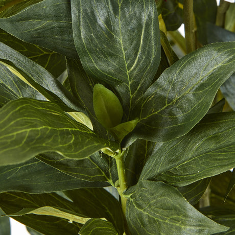 large white peony plant in pot