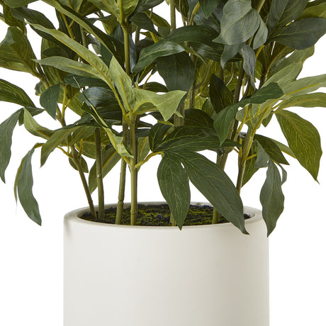 large white peony plant in pot