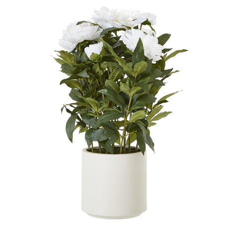 large white peony plant in pot