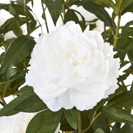extra large white peony bush in pot