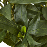 extra large white peony bush in pot