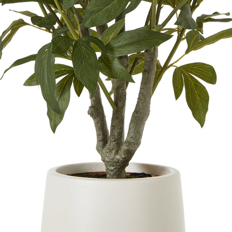 extra large white peony bush in pot