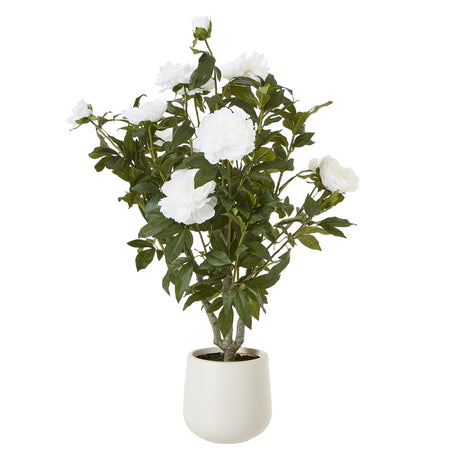 extra large white peony bush in pot