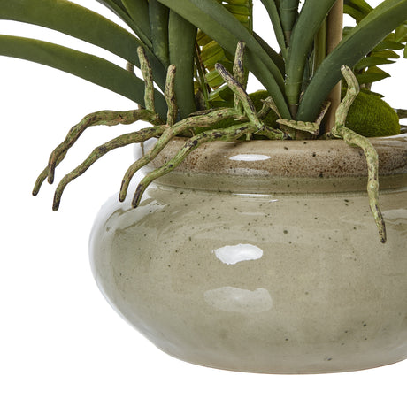 white vanda orchid plant in ceramic pot