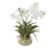 white vanda orchid plant in ceramic pot