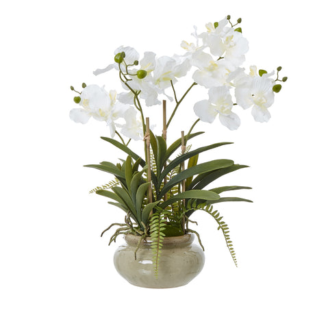 white vanda orchid plant in ceramic pot