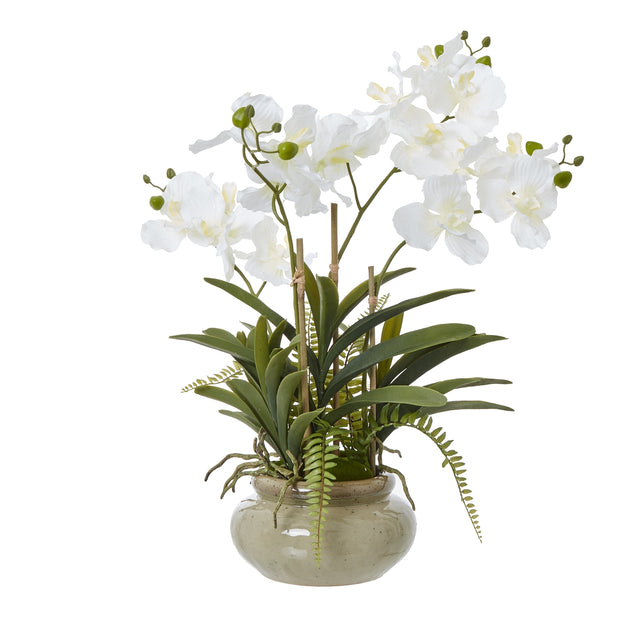 white vanda orchid plant in ceramic pot