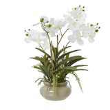Yvonne Vanda Orchid Plant In Ceramic Pot (White)