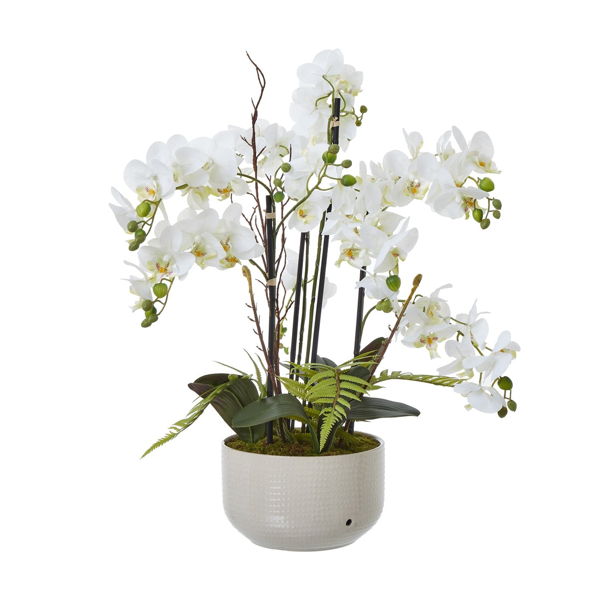 Isaline Large White Peony Plant In Pot