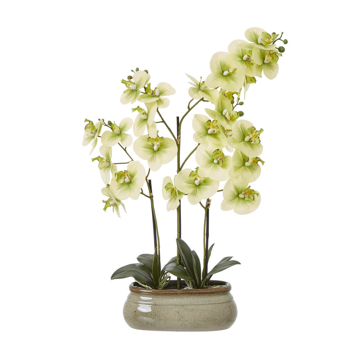 Camille Large Green Orchid In Ceramic Pot