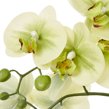 medium green orchid in ceramic pot