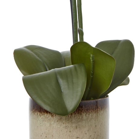 medium green orchid in ceramic pot