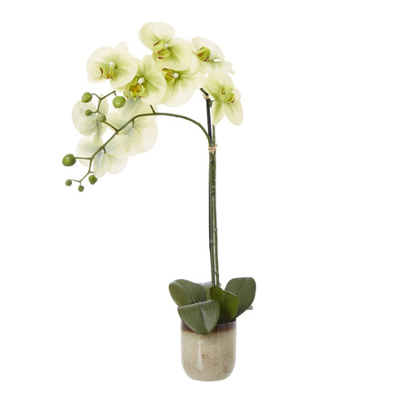 medium green orchid in ceramic pot
