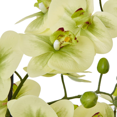 extra large green orchid in ceramic pot