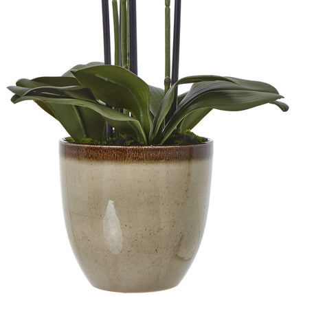extra large green orchid in ceramic pot