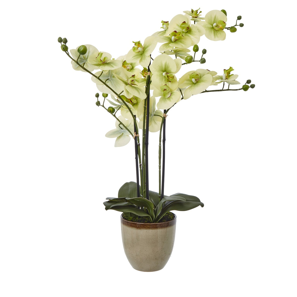 Mirabelle Extra Large Orchid In Ceramic Pot