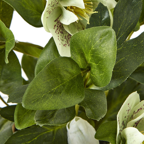 green hellebore plant in taupe pot