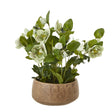 green hellebore plant in taupe pot