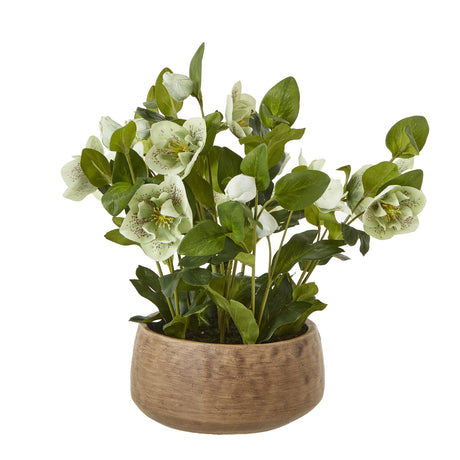 green hellebore plant in taupe pot