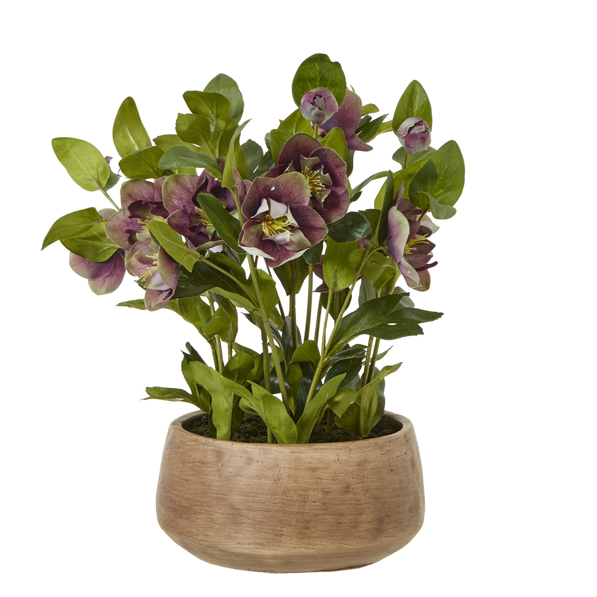 Josephine Deep Plum Hellebore Plant In Taupe Pot