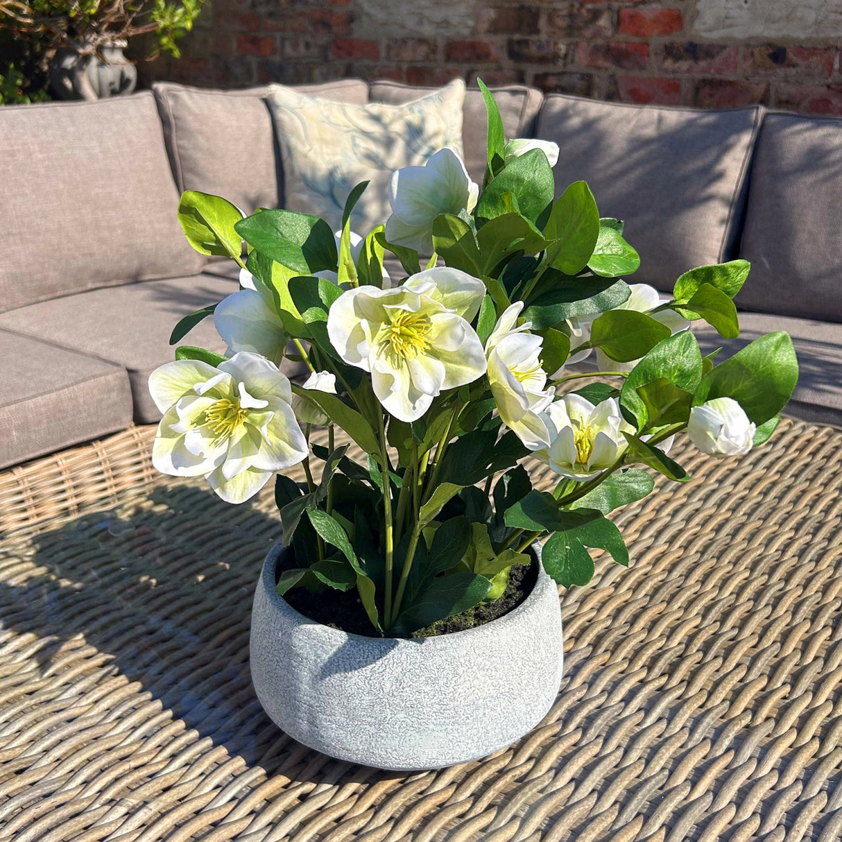 white hellebore plant in grey pot