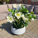 white hellebore plant in grey pot