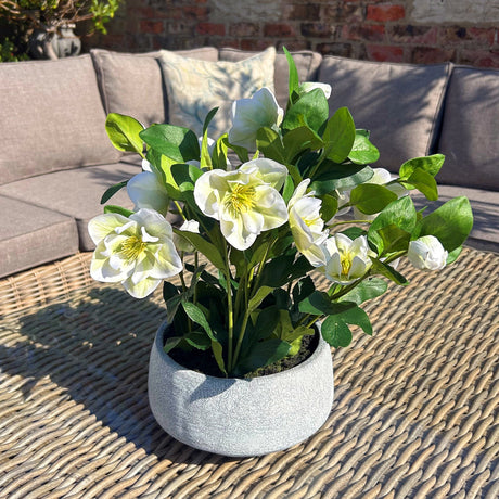 white hellebore plant in grey pot