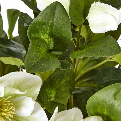 white hellebore plant in grey pot