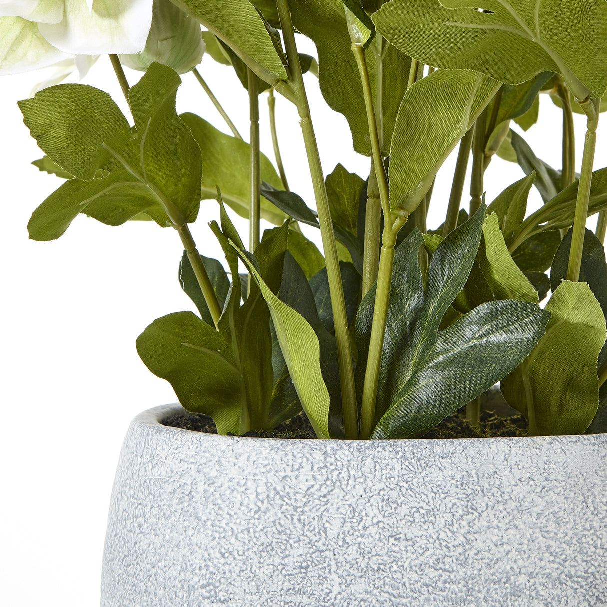 white hellebore plant in grey pot