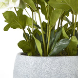 white hellebore plant in grey pot