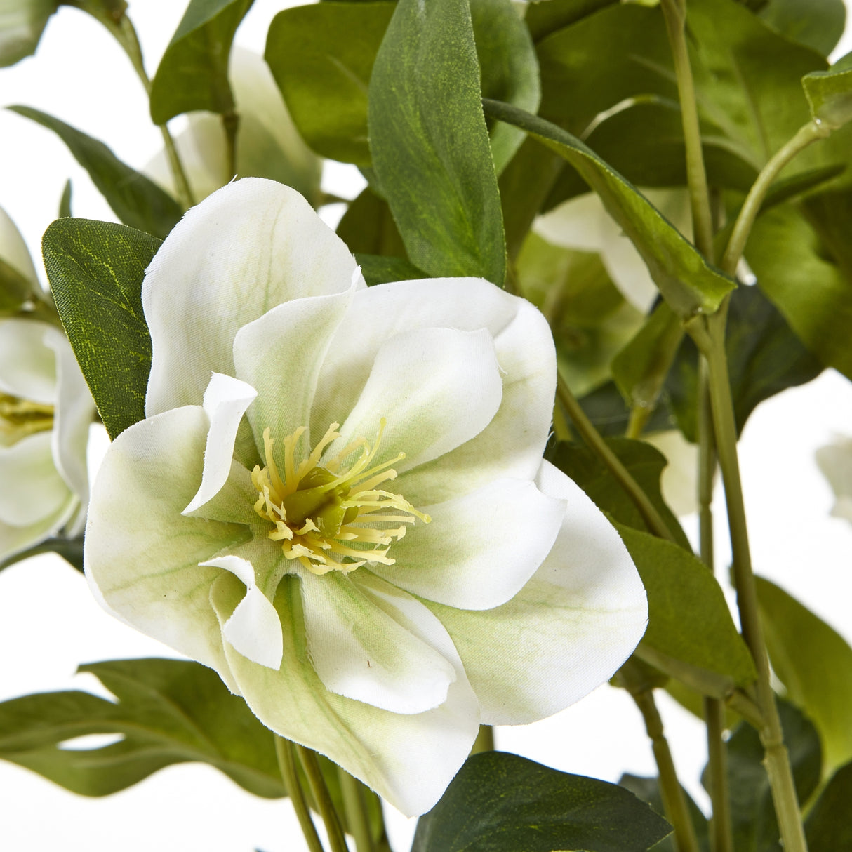 white hellebore plant in grey pot