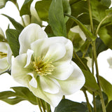 white hellebore plant in grey pot